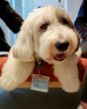 HKU mourns the passing of Jasper, the University Libraries’
first Resident Therapy Dog
 